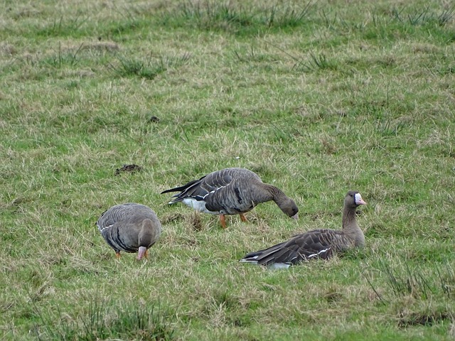 赛策略还是 赛策略还是